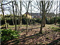 Small trees in Orford recreation ground