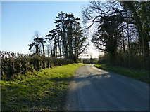 SU6033 : Bighton Lane with small wood on right by Shazz