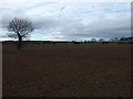 Tree and field near Warsop