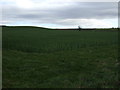 Oilseed rape crop off Leeming Lane