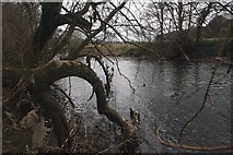 SE2037 : The River Aire below Calverley Wood by Graham Hogg