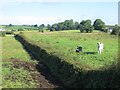 Cattle by Springmount Road