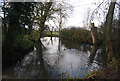 Pond, Willow Tree Farm