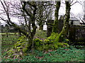 Mossy trees, Broughderg