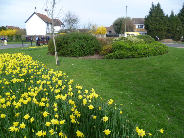 Daffodils at Hinchley Wood