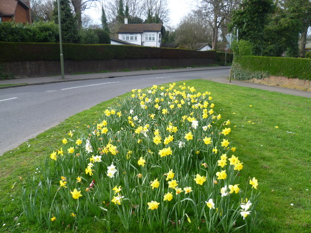 Daffodils next to Claygate Lane