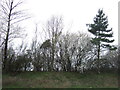 Trees beside the A57, Worksop