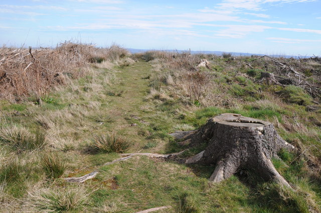 Tree stump on the summit of Ysgyryd Fach