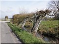 Pollarded willows on Pill Road