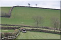 West Somerset : Grassy Fields