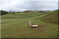 NY5444 : Sheep near Dale by Bill Boaden