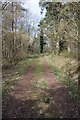 SO3113 : Woodland track on Ysgyryd Fach by Philip Halling