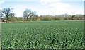 Oilseed rape crop by Ketteringham