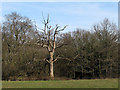 Dead tree near Upshire