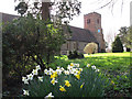 Daffodils outside All Saints church