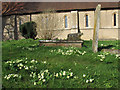 TL4404 : Primulas in All Saints churchyard, Epping Upland by Stephen Craven