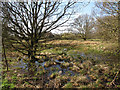 Marshland at Thornwood Common