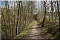 A tree lined path by the River Darwen