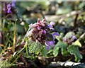 Selfheal (Prunella vulgaris)