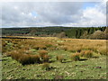 A View over Gisburn Forest