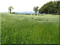 Cropland west of the Ballynoe Road