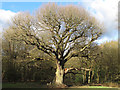 TQ4095 : Grimstons Oak, Epping Forest, March 2014 by Roger Jones