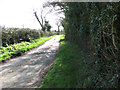 Hedge beside unnamed lane by Boundary Farm