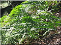 Polypody - Polypodium vulgare