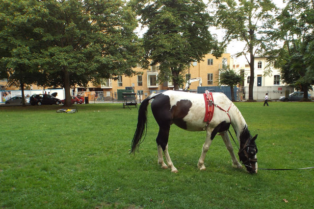 Piebald horse grazing, Burgess Park by Cobourg Road