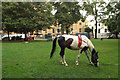 Piebald horse grazing, Burgess Park by Cobourg Road