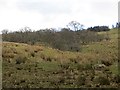 Alder wood, Wolfelee