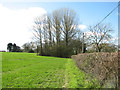 Cereal crop beside Sconch Beck Road