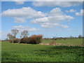 Field boundary hedge by the Old Vicarage