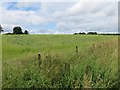 Field off Edenbane Road