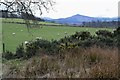 Sheep grazing near Harrietsfield