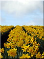 Daffodils in a field near Treliever Cross