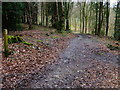 Path in Bushy Leaze Wood