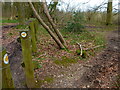 Path in Ackender Wood