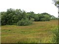 Wetland off Legavallon Road