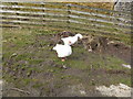 Pair of domestic geese at Neinthirion