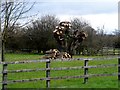 Pollarded oak tree, Longwick