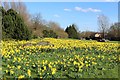 Daffodils by Newshot Drive, Erskine