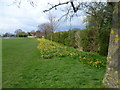 Daffodils in Hatherop Park, Hampton