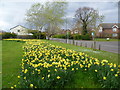 Daffodils alongside Oak Avenue