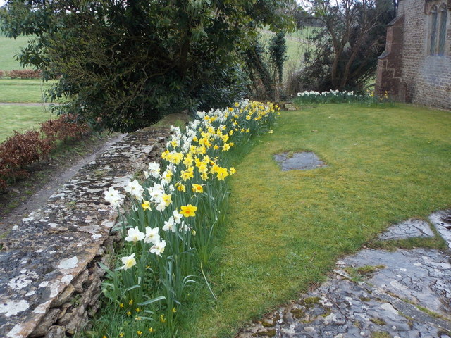Lillington: churchyard daffodils
