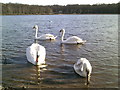 Quartet of swans at Ruislip Lido