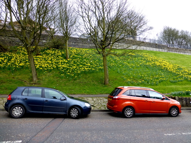 Daffodil display, Derry / Londonderry