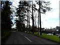 Golf club and hotel behind a line of pine trees, North Stoke