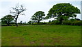 Tree quartet near Priestpool Farm, Elberton