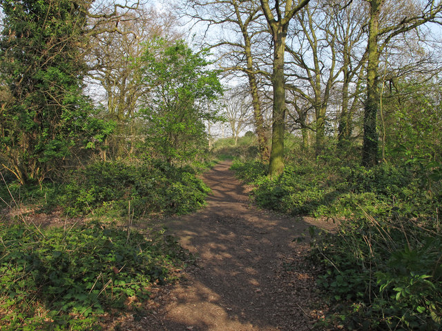 Path in Hangman's Wood, Little Thurrock © Roger Jones :: Geograph ...